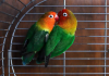 Green fisher speed love bird baby for sell